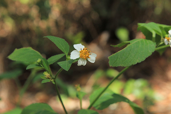 Native plants around Spruce Creek Park in Port Orange Fl.